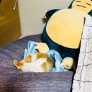 메디 포즈 동물병원 이미지