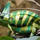 카멜레온 이미지