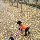 휴먼앤펫 이미지