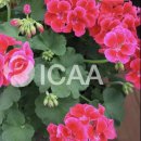 DIY 컬러테라피 천연화장품 | [디그니파이]ICAA 아로마테라피 자격증수업 | 내 몸의...림프순환 | 아로마 diy 보습스킨&amp;알로에베라수분젤