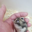 로던트클럽 화정 본점 이미지