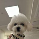 러브썸그루밍샵 이미지