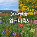 강원도 원주 가볼만한 곳 용수골 꽃 양귀비 축제 다녀온 후기