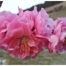 홍매화 민박 이미지