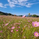 코스모스 이미지