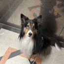 씨엔씨멀티푸드 본점 | [260329] K리그 2 5R 충북 청주 FC vs 부산 아이파크 원정 직관 (@청주종합운동장)