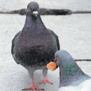 참새 이미지