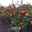 국민수농장 경향신문