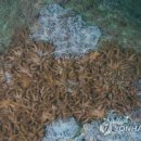 산호 연합뉴스