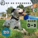 퍼피월드제주 이미지