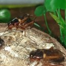 라하농장 이미지