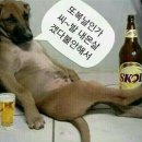 복 Daum카페