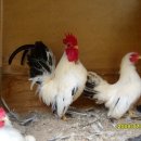 미니농장 이미지