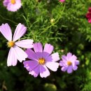 동명가스충전소 이미지