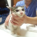 목동동물병원 이미지