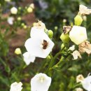 신산5리마을회관 네이버블로그