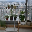 초보 식집사의 식물존 꾸미기 /깔끔한 화분 선반 추천🫶 강원농원 마리오클라두스. 워터코인 구입 후기
