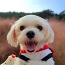 홍샵 이미지