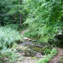 판도라의 숲 이미지