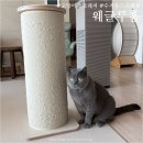 웨글루홈 | 내돈내산 웨글루홈 원목 고양이 수직 스크래쳐, 뚱냥이 2개월 사용기