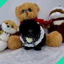 버디독 강아지분양 안심분양센터 김포점 이미지