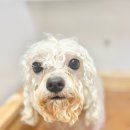 마릴린펫 이미지