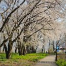 카페 봄 이미지