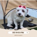 어서오시개냥 애견펜션 | 백운계곡 근처 실내 운동장까지 완비된 포천 어서오시개냥 애견 독채 펜션 겨울에도 문제없어요!