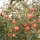 대경농장 이미지