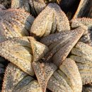 다이아나 이미지