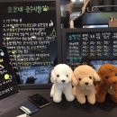 코코네 강아지 미용실 네이버블로그