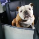 아빠 동물병원 이미지