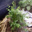 병현농장 이미지