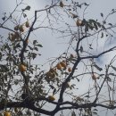 비당국수 이미지