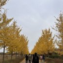 야생화길 | 인천 서구 은행나무 길, 단풍나무길 추천 드림파크 야생화 단지 방문 후기