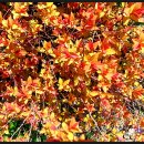 황금나무 이미지