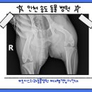 애니힐동물병원 | 인천동물병원 대형견 십자인대 TPLO 수술 후기, 18.5kg 진도믹스 삼순이