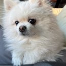 강아지는 미용빨 | [인천/학익동] 인하대 애견미용 '그룸디' 내돈내산 후기 강추!!