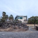 앨리스 in 제주비 | 제주 표선 브런치카페 다카포 - 가족모임부터 아이동반까지 완벽한 맛집 내돈내산 솔직후기