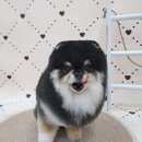 오도르봉 이미지