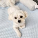 강아지 꼬야 이미지