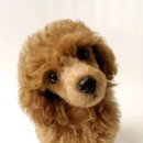 아름다운 개 이미지