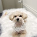 에이미 그루밍 이미지