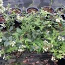 동네농장(2) 이미지