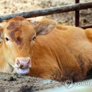 축사 연합뉴스