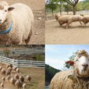 치열목장 이미지