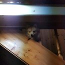 꽁지펜션 이미지