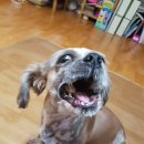 개뼈다구 이미지