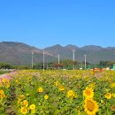 해바라기 이미지