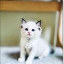 Fall in Rags 이미지